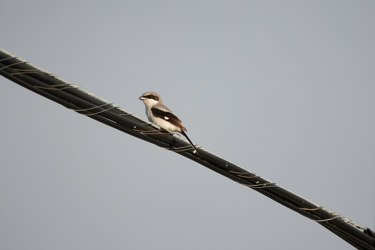 Loggerhead Shrike - ML620688125