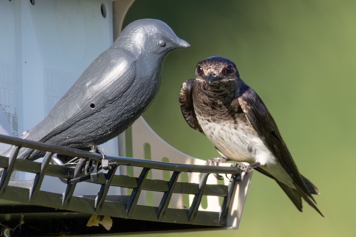 Purple Martin - ML620688126