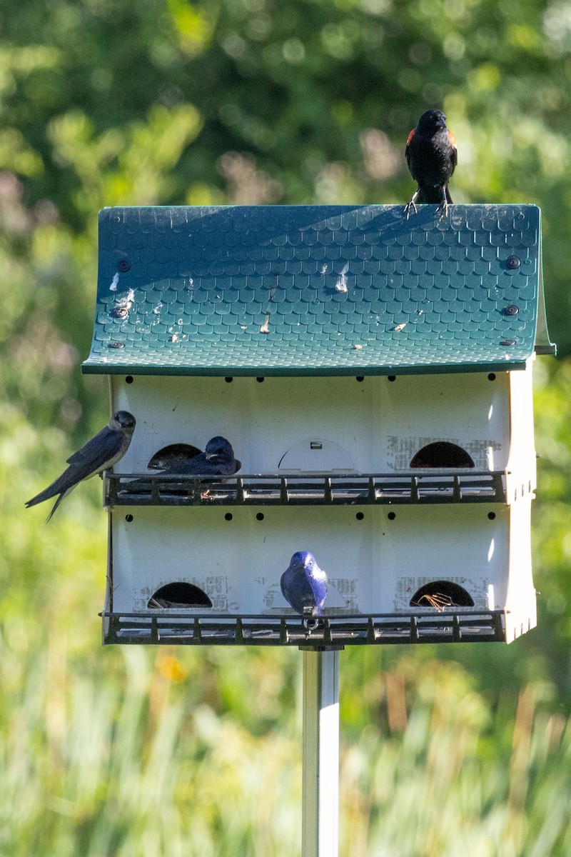 Purple Martin - ML620688127