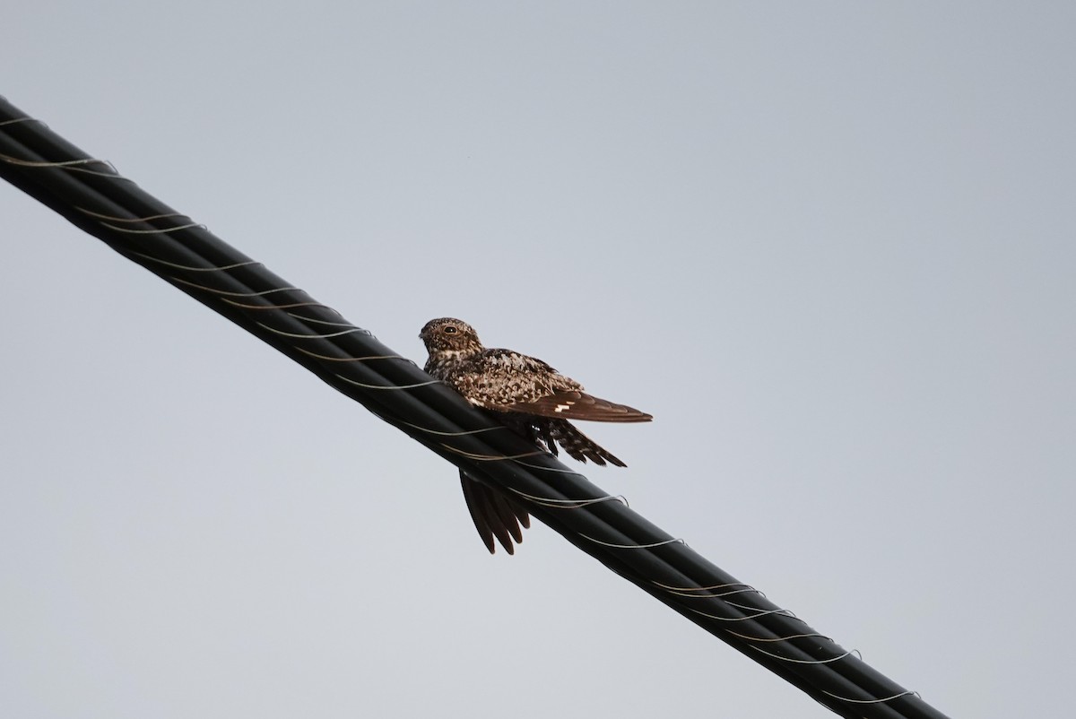 Common Nighthawk - Michon Floreani