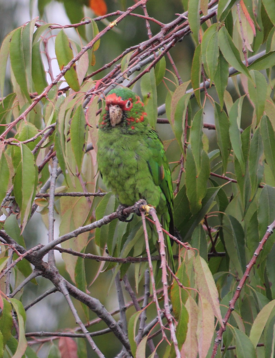 Mitred Parakeet - ML620688130