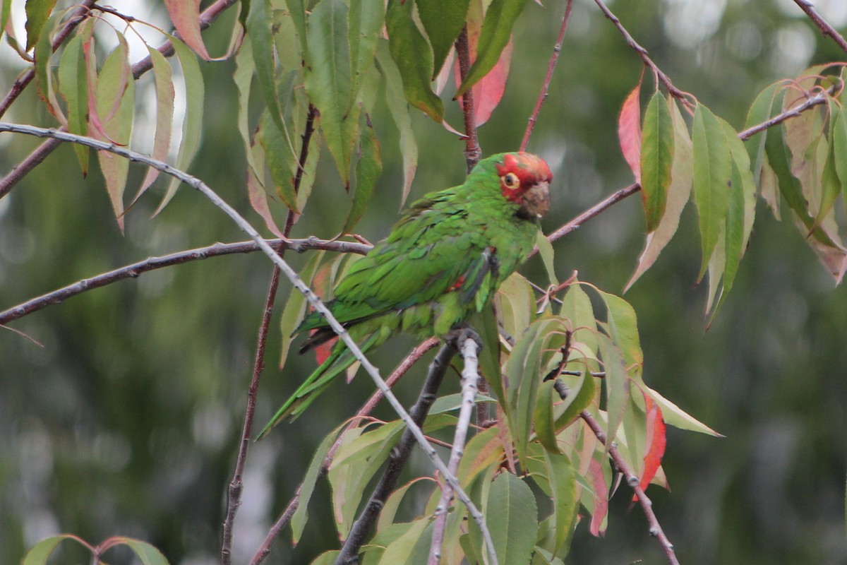 Red-masked Parakeet - ML620688131