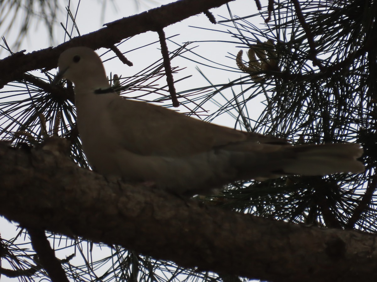 Eurasian Collared-Dove - ML620688132