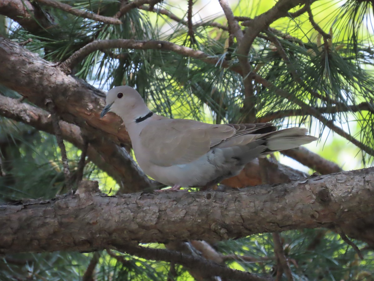 Eurasian Collared-Dove - ML620688133