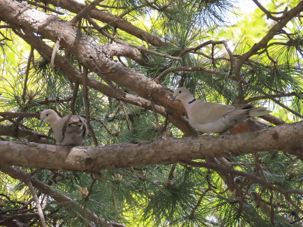 Eurasian Collared-Dove - ML620688134