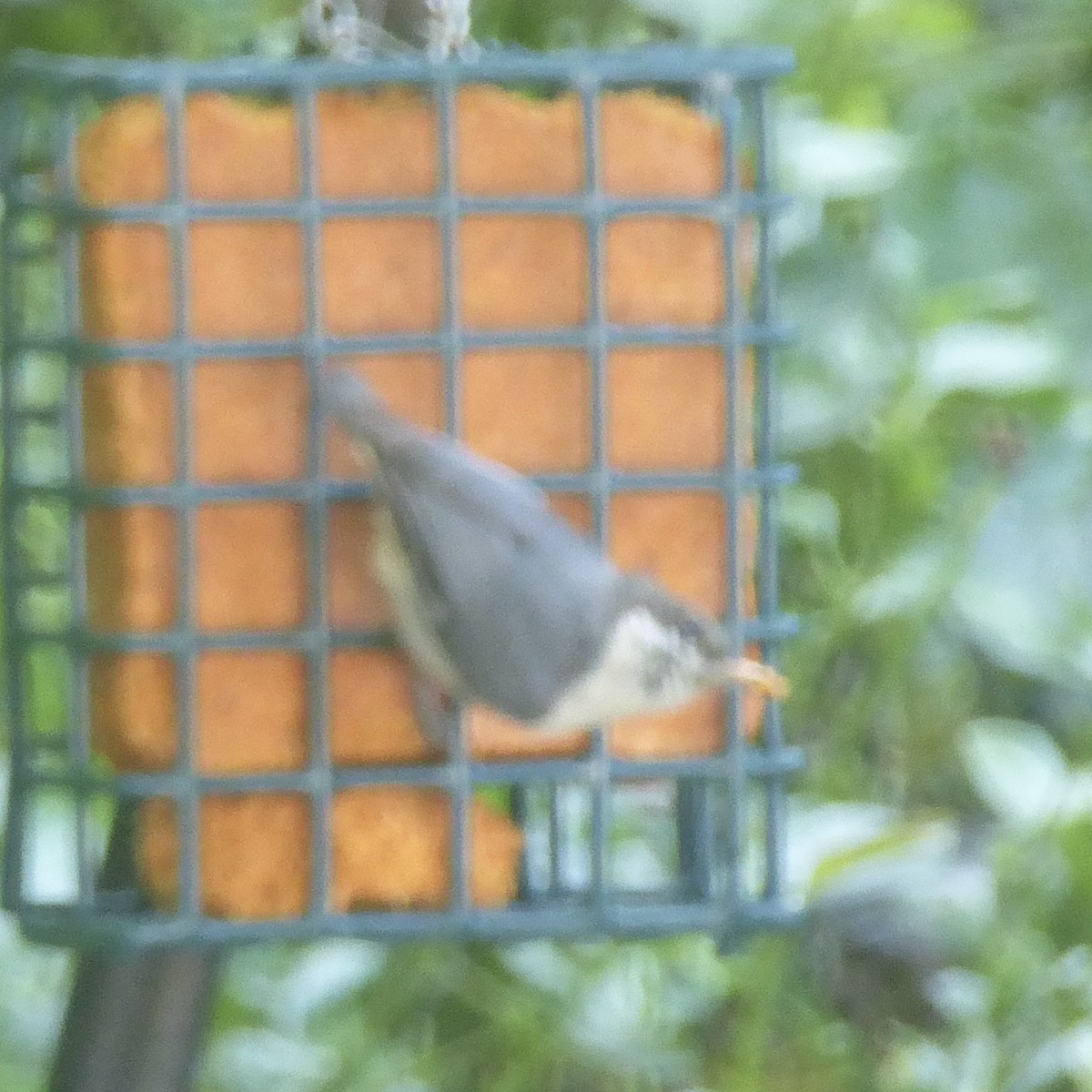 Pygmy Nuthatch - ML620688136