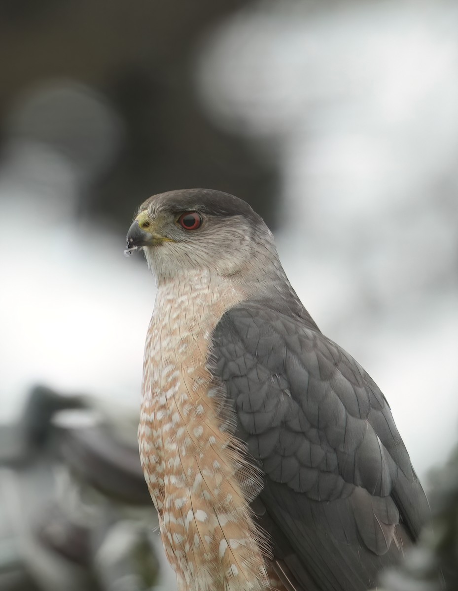 Cooper's Hawk - ML620688139