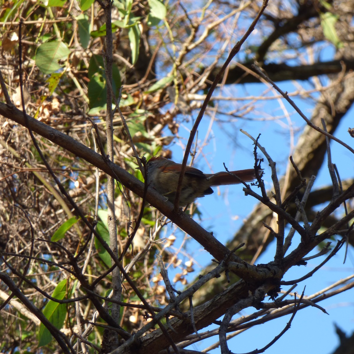 Sooty-fronted Spinetail - ML620688141