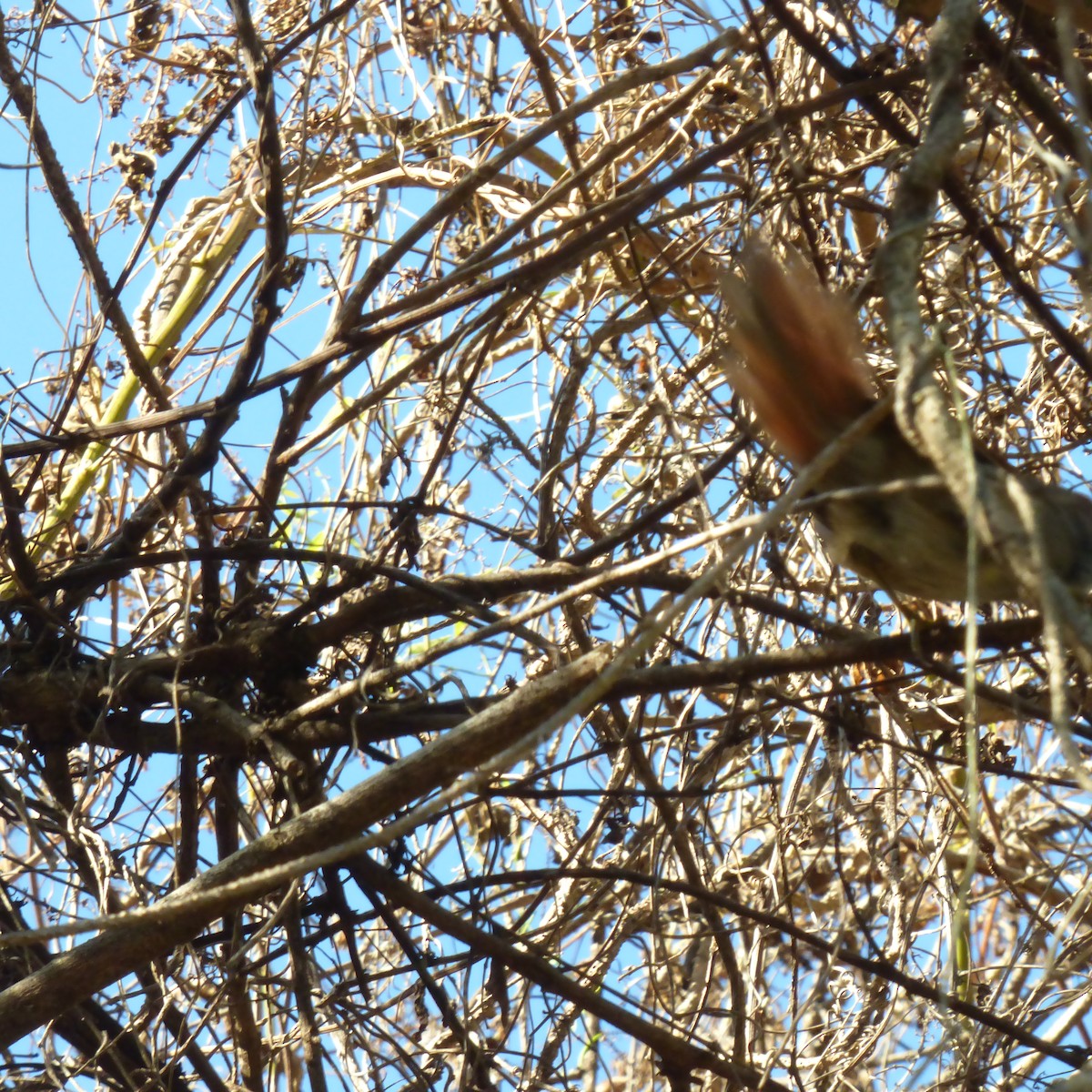 Sooty-fronted Spinetail - PAULA ARNAIZ