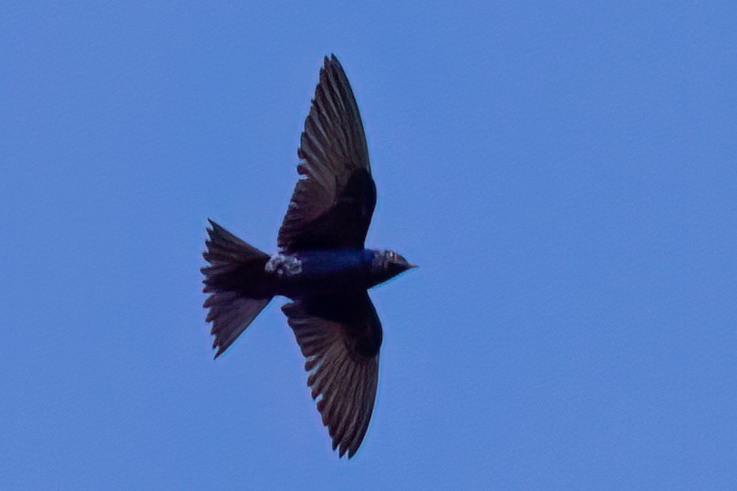 Purple Martin - ML620688145