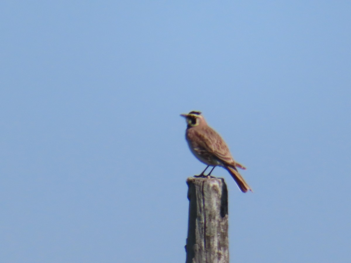 Horned Lark - ML620688149