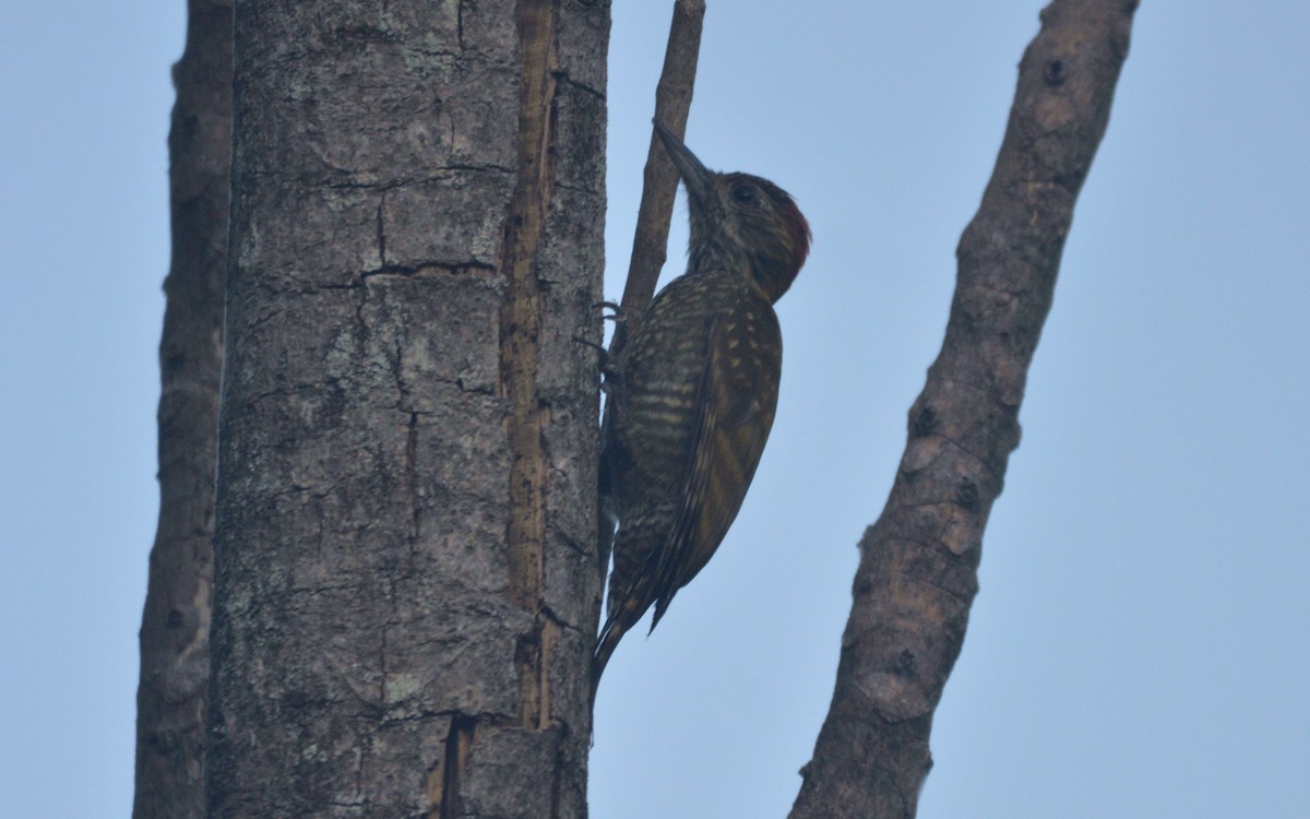 Yellow-eared Woodpecker - ML620688150