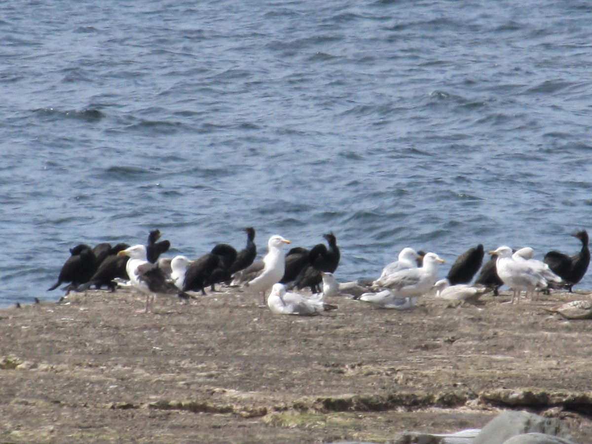 Double-crested Cormorant - ML620688151