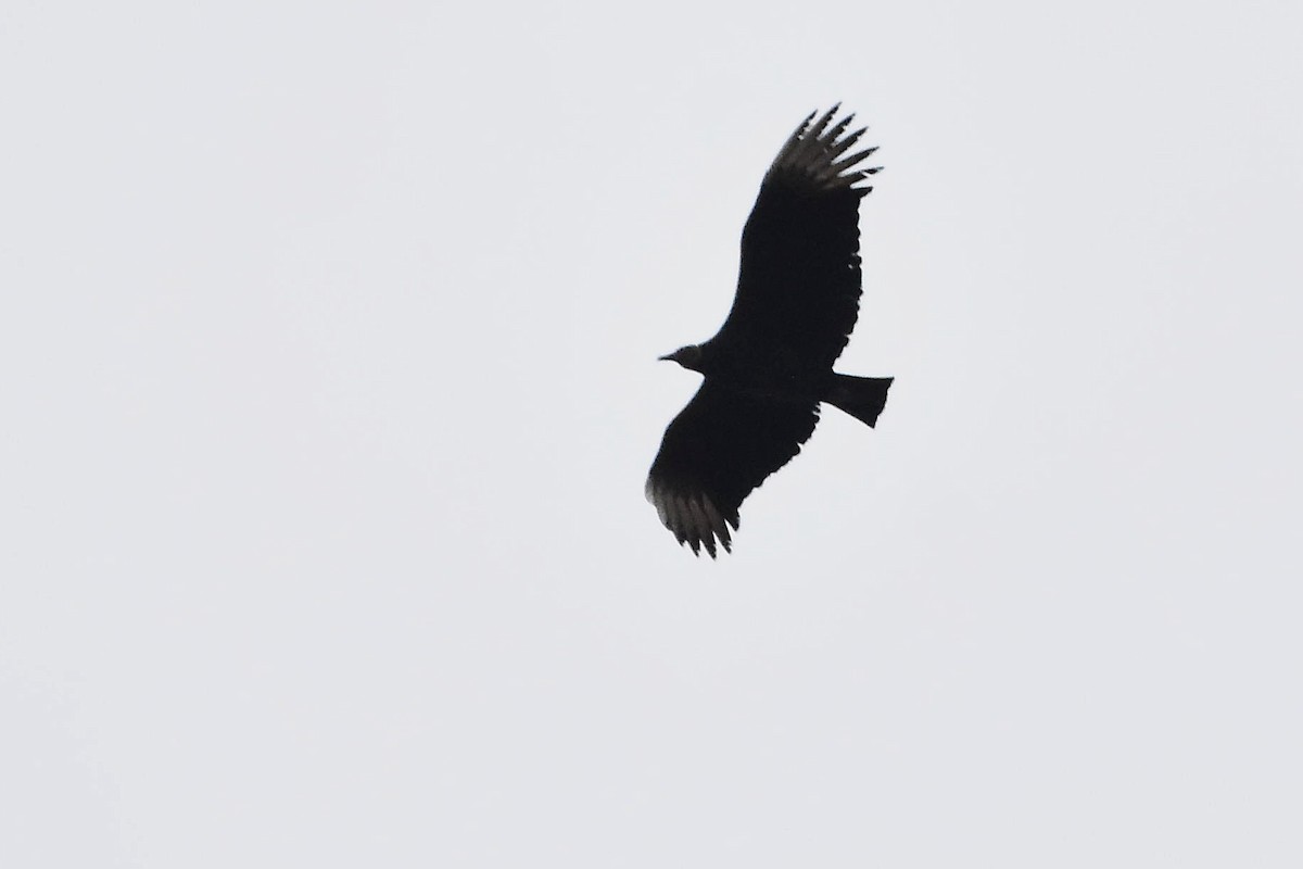 Black Vulture - ML620688152