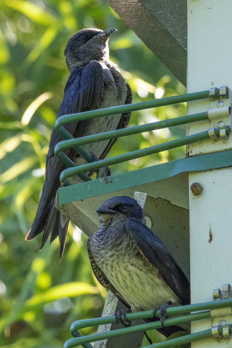 Purple Martin - ML620688153