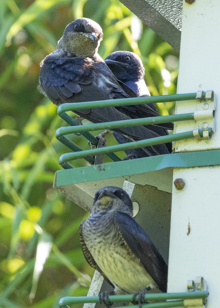 Purple Martin - Evelyn Ralston