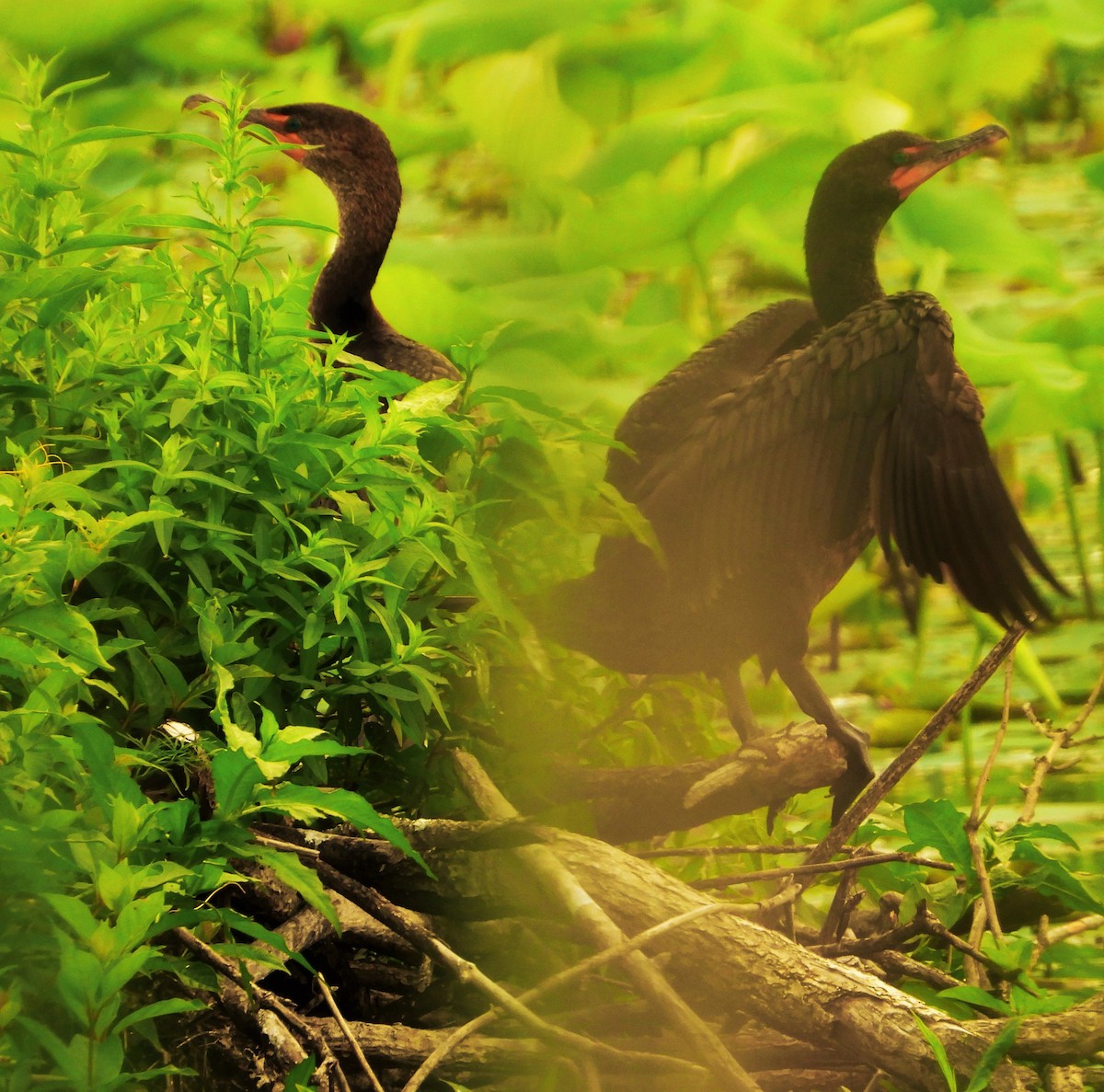 Double-crested Cormorant - ML620688161