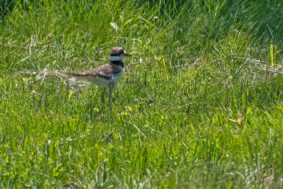 Killdeer - ML620688163