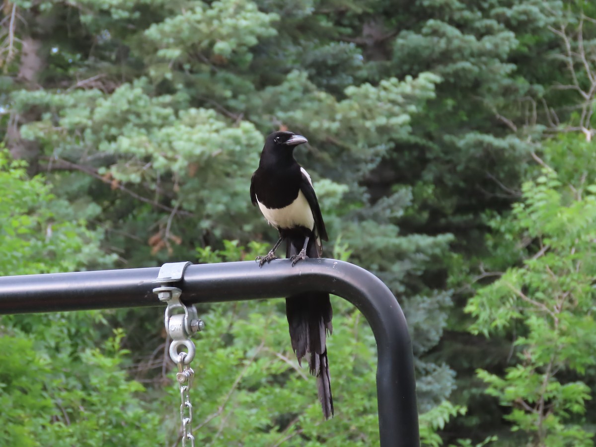 Black-billed Magpie - ML620688167