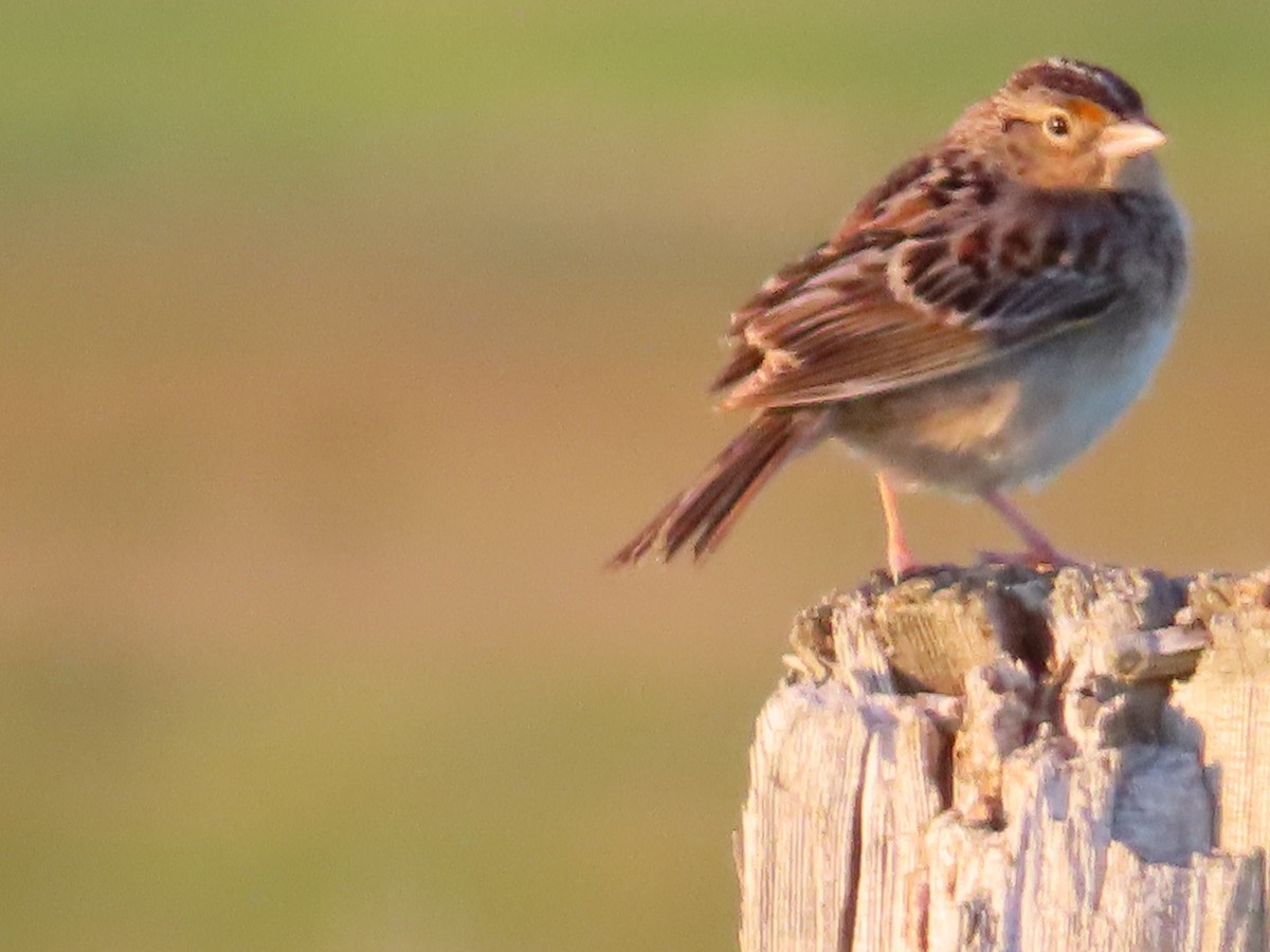 Grasshopper Sparrow - ML620688169