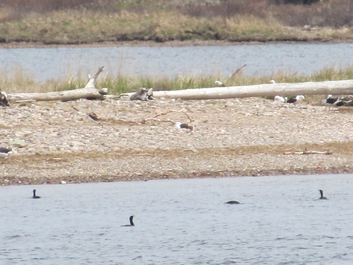 Double-crested Cormorant - ML620688170