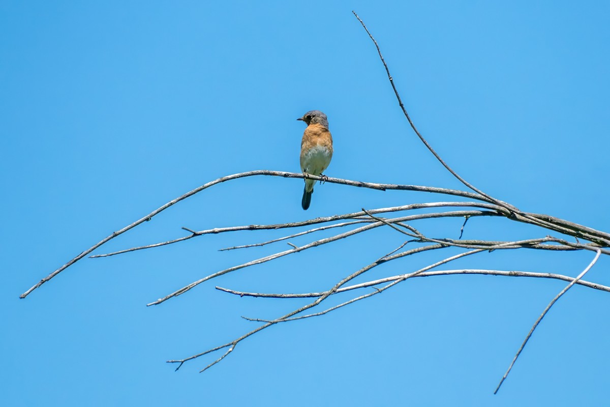 Eastern Bluebird - ML620688174