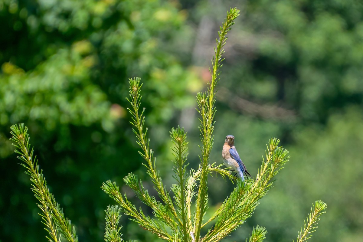 Eastern Bluebird - ML620688175