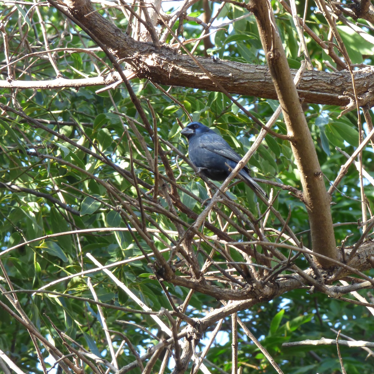 Ultramarine Grosbeak - ML620688180