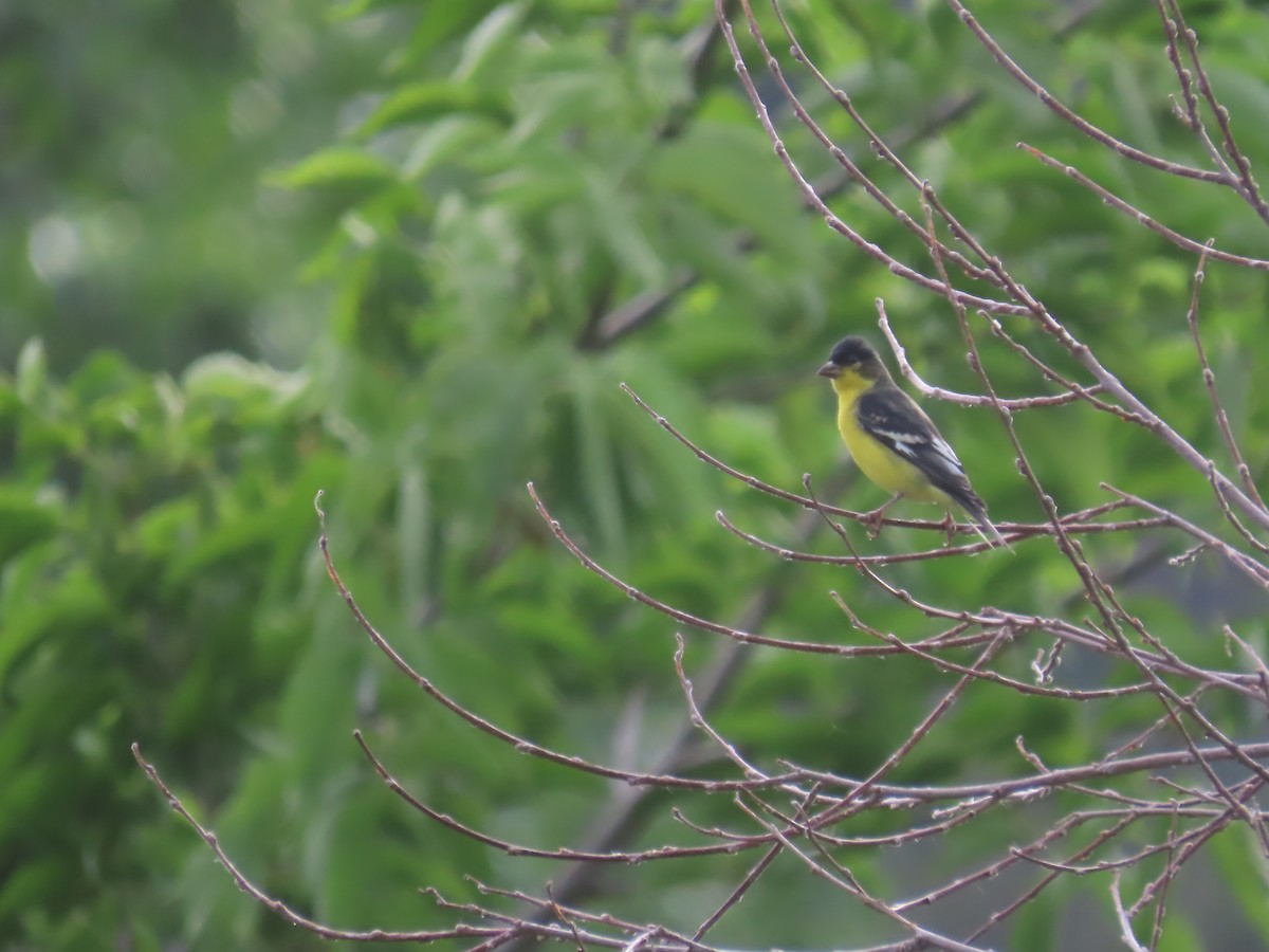 Lesser Goldfinch - ML620688181