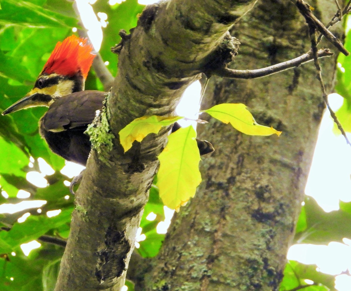 Pileated Woodpecker - ML620688185