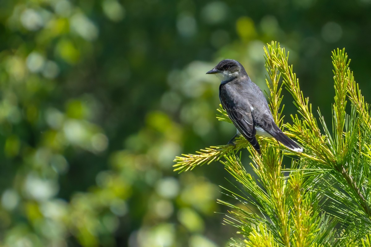 Eastern Kingbird - ML620688186