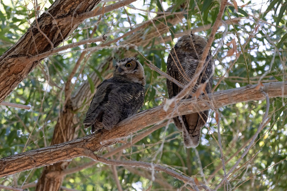 Great Horned Owl - ML620688188