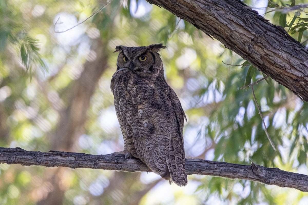 Great Horned Owl - ML620688189