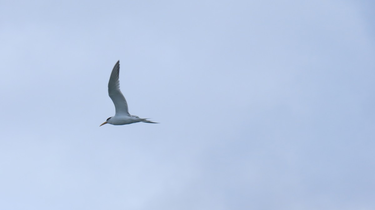 Great Crested Tern - ML620688191