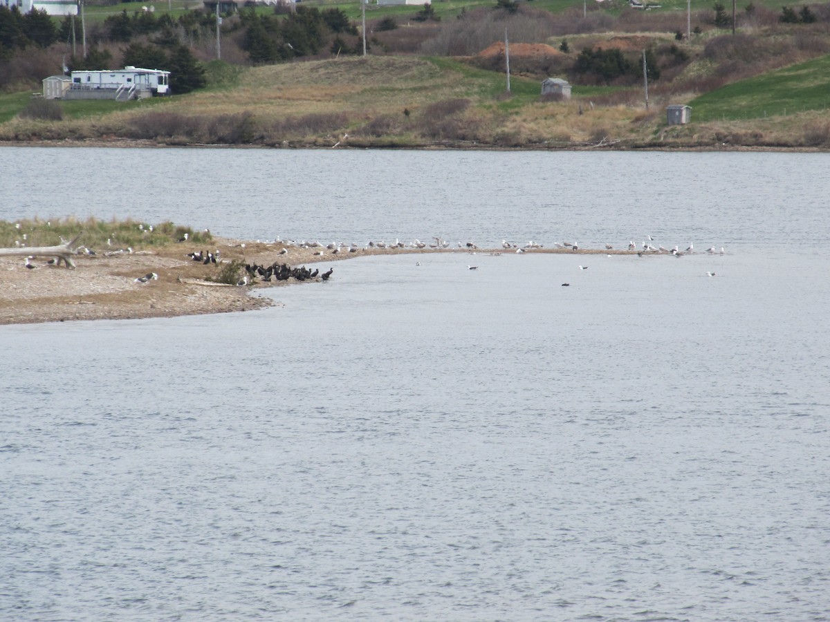 Great Black-backed Gull - ML620688193