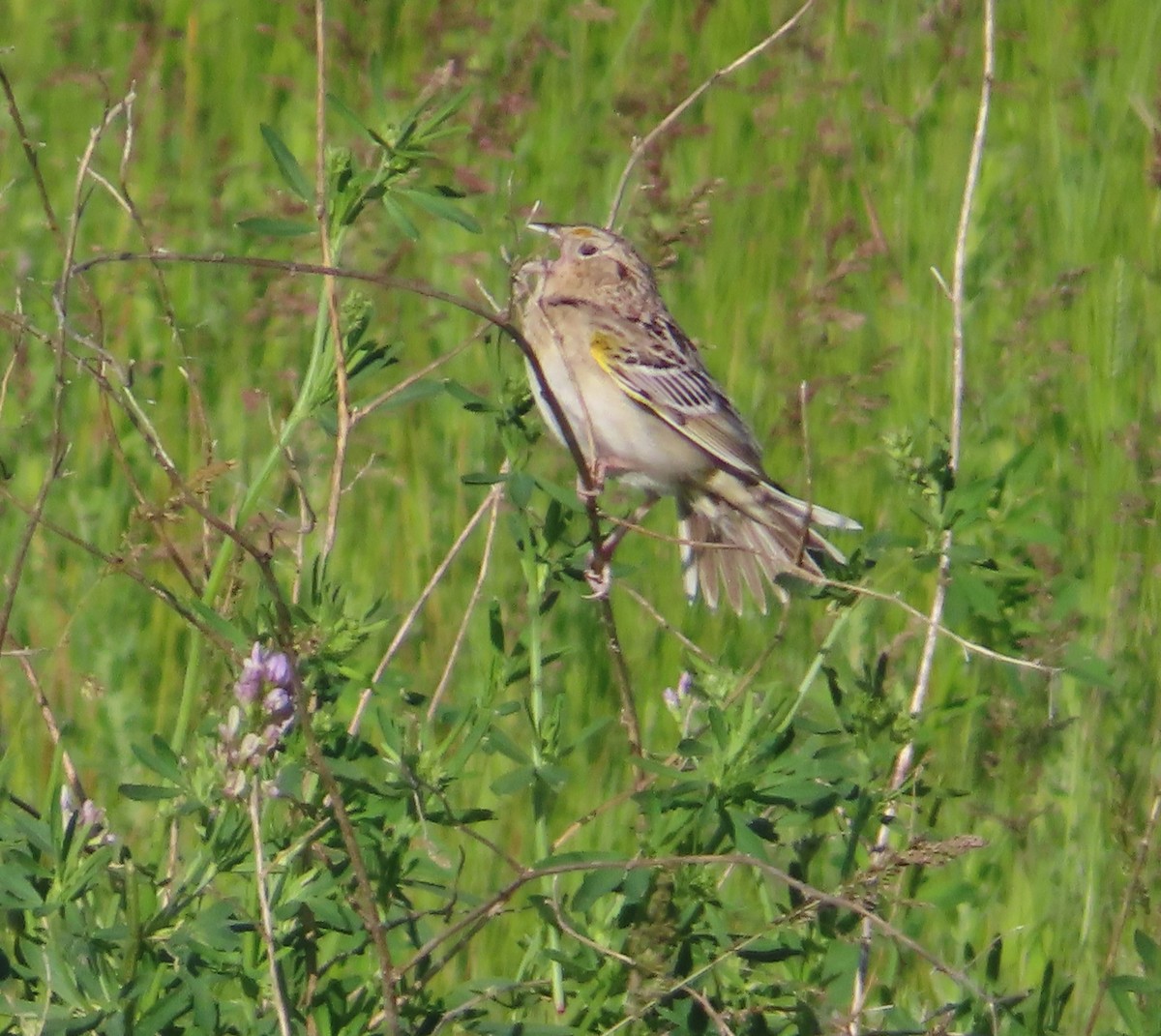 Grasshopper Sparrow - ML620688194