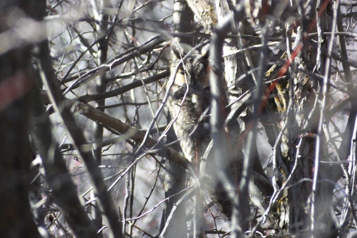 Long-eared Owl - ML620688196