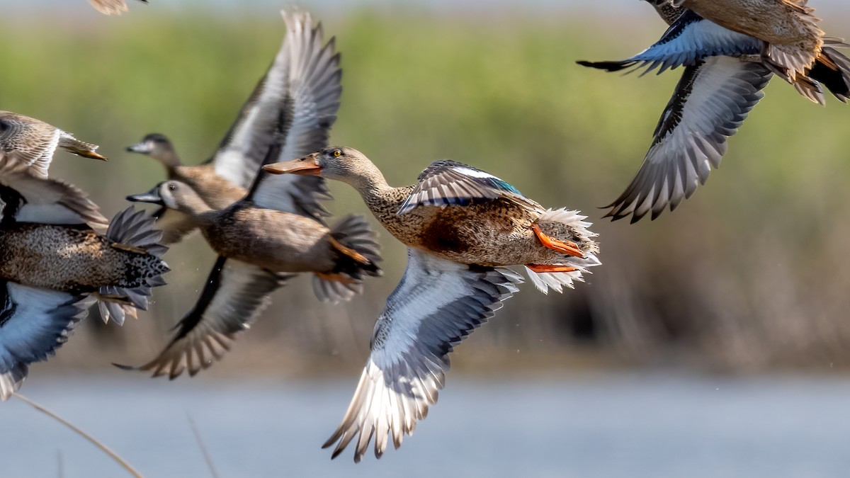 Cinnamon Teal - ML620688198