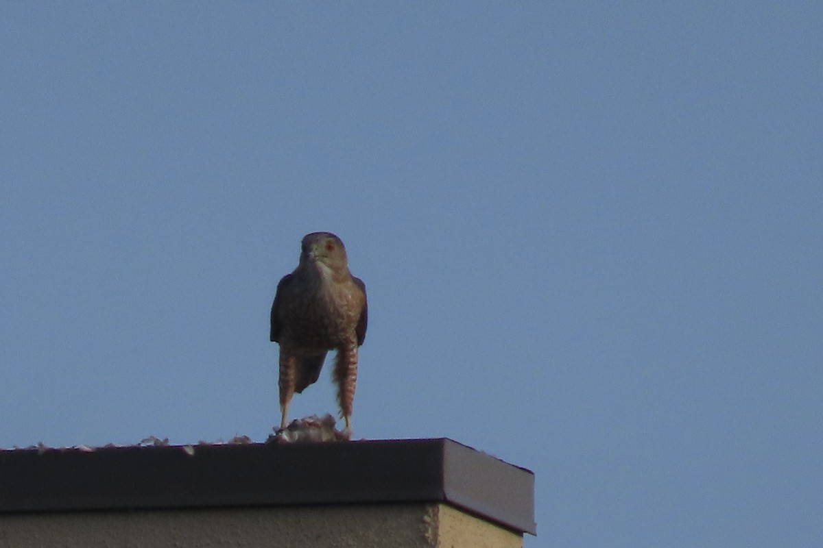 Cooper's Hawk - ML620688199