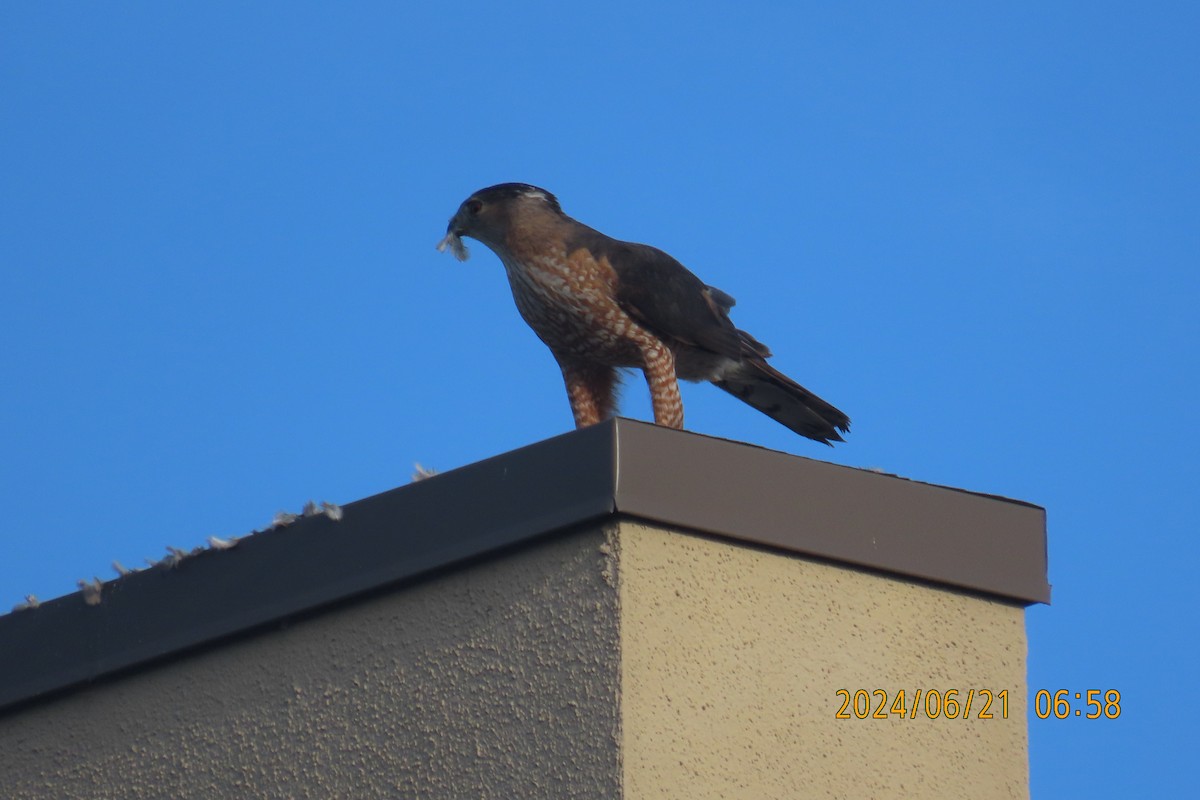 Cooper's Hawk - ML620688200