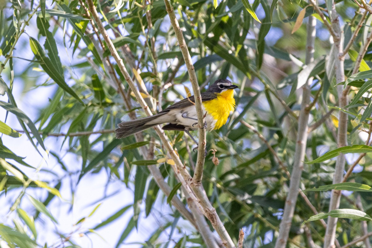 Yellow-breasted Chat - ML620688202