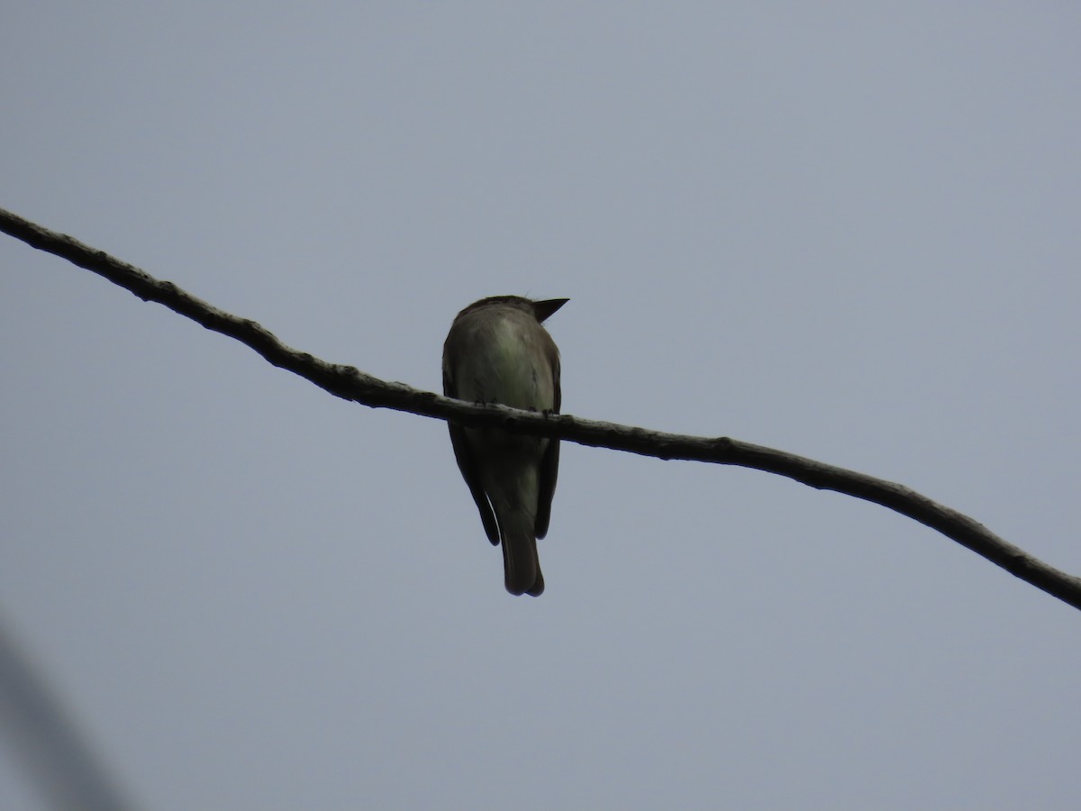 Western Wood-Pewee - ML620688203