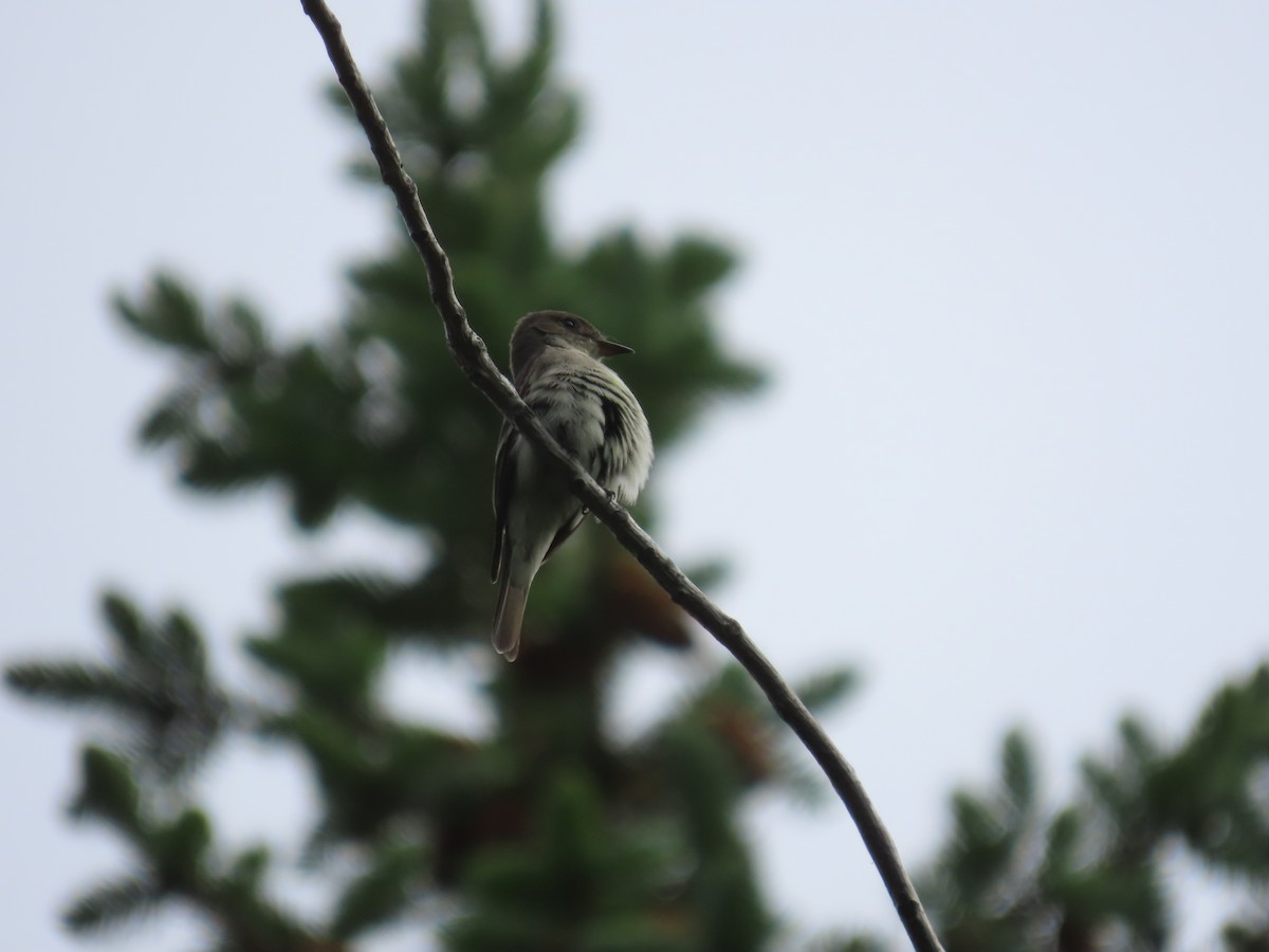 Western Wood-Pewee - ML620688204