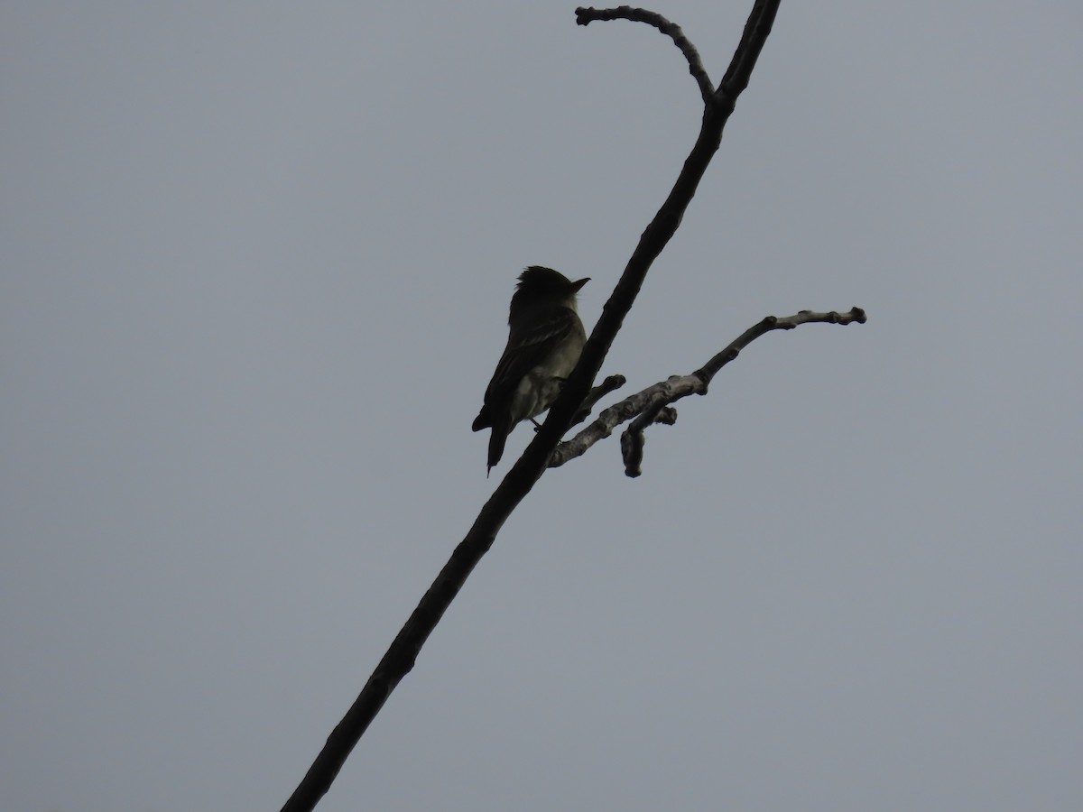 Western Wood-Pewee - ML620688205