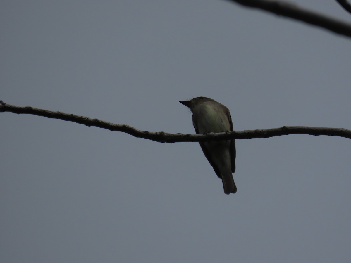 Western Wood-Pewee - Kieran Schnitzspahn