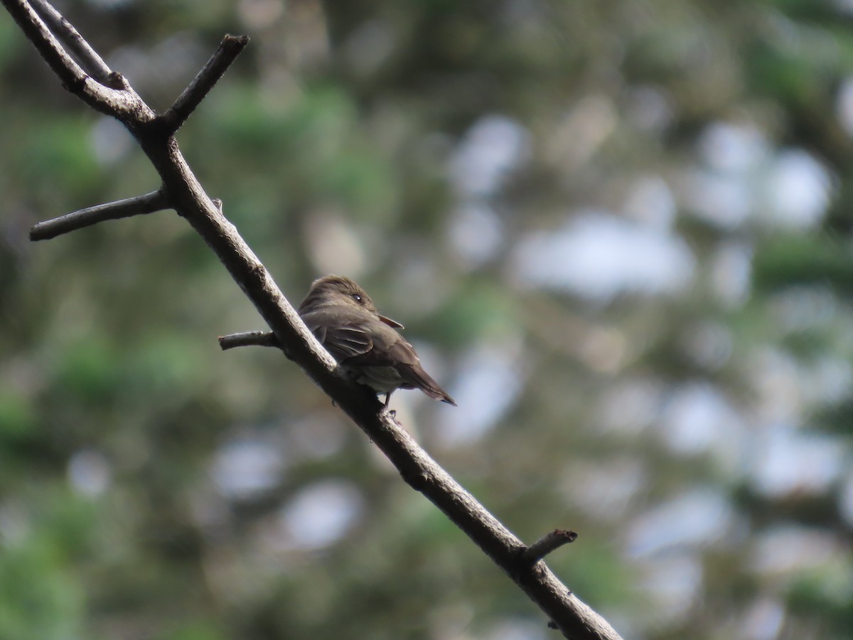 Western Wood-Pewee - ML620688207