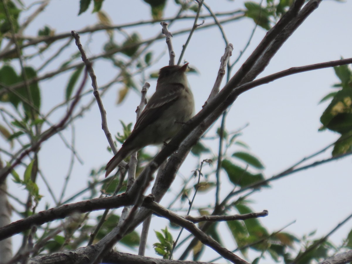 Western Wood-Pewee - ML620688208