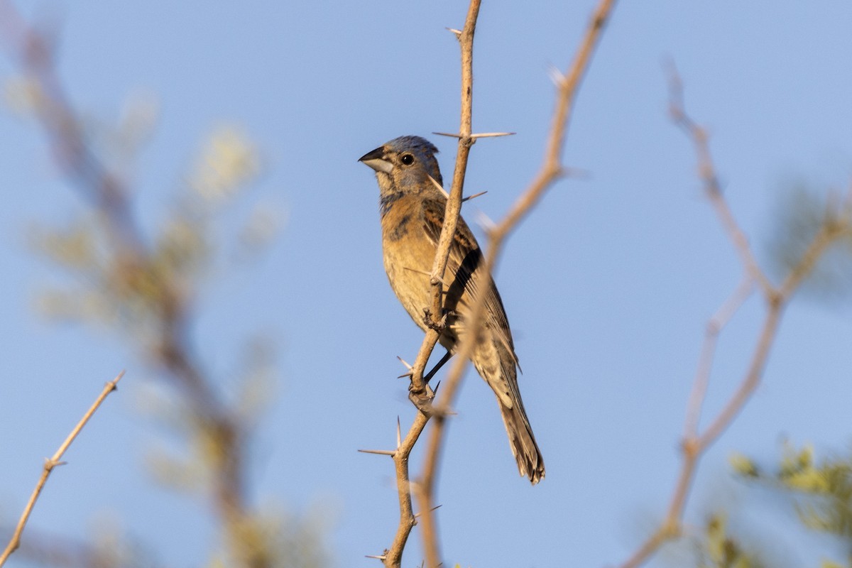 Blue Grosbeak - ML620688212