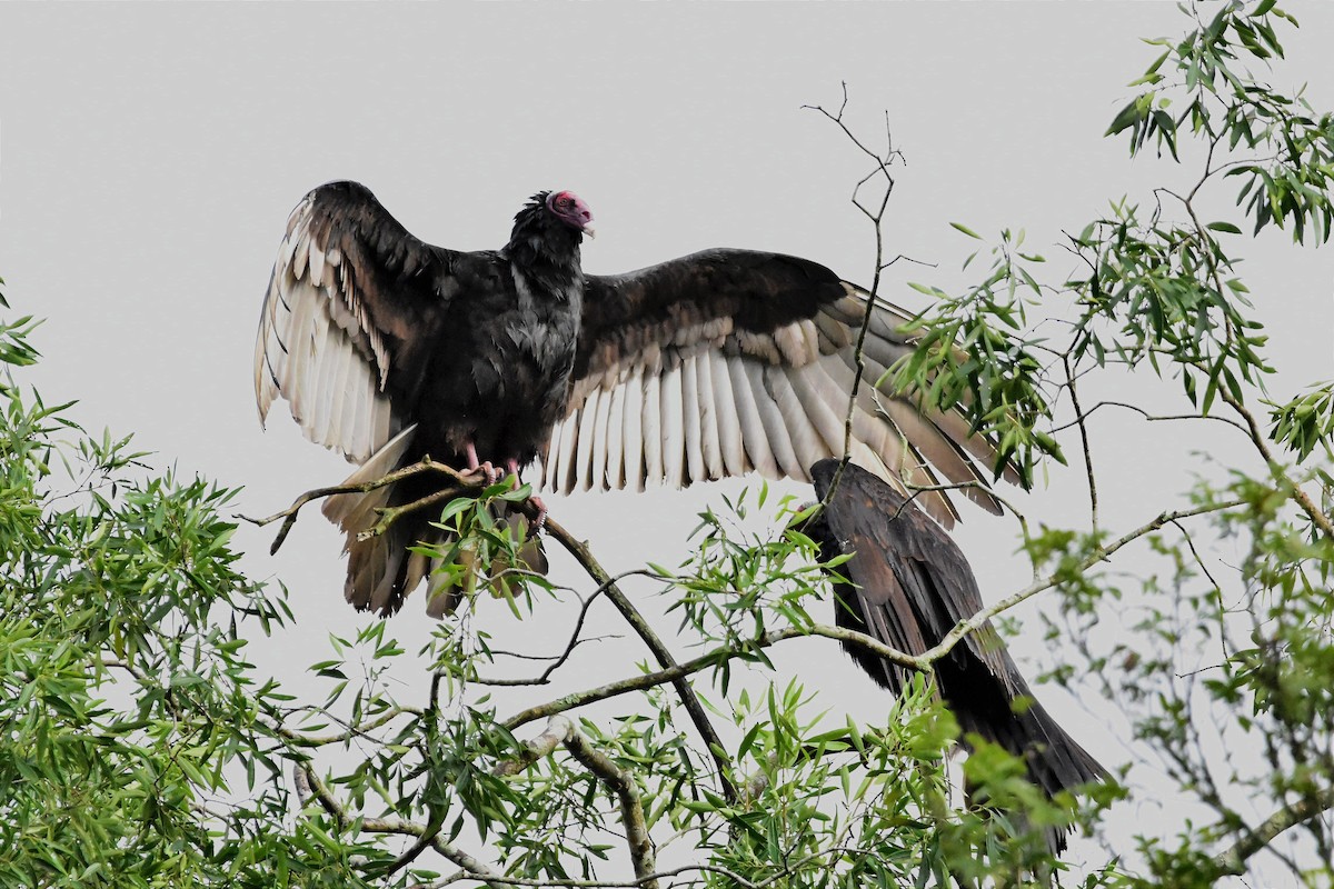 Turkey Vulture - ML620688213