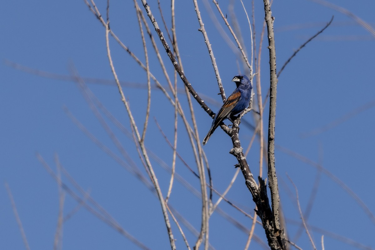 Blue Grosbeak - ML620688214